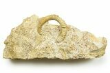 Jurassic Ammonite (Spiroceras) Fossil - Évrecy, France #367860-1
